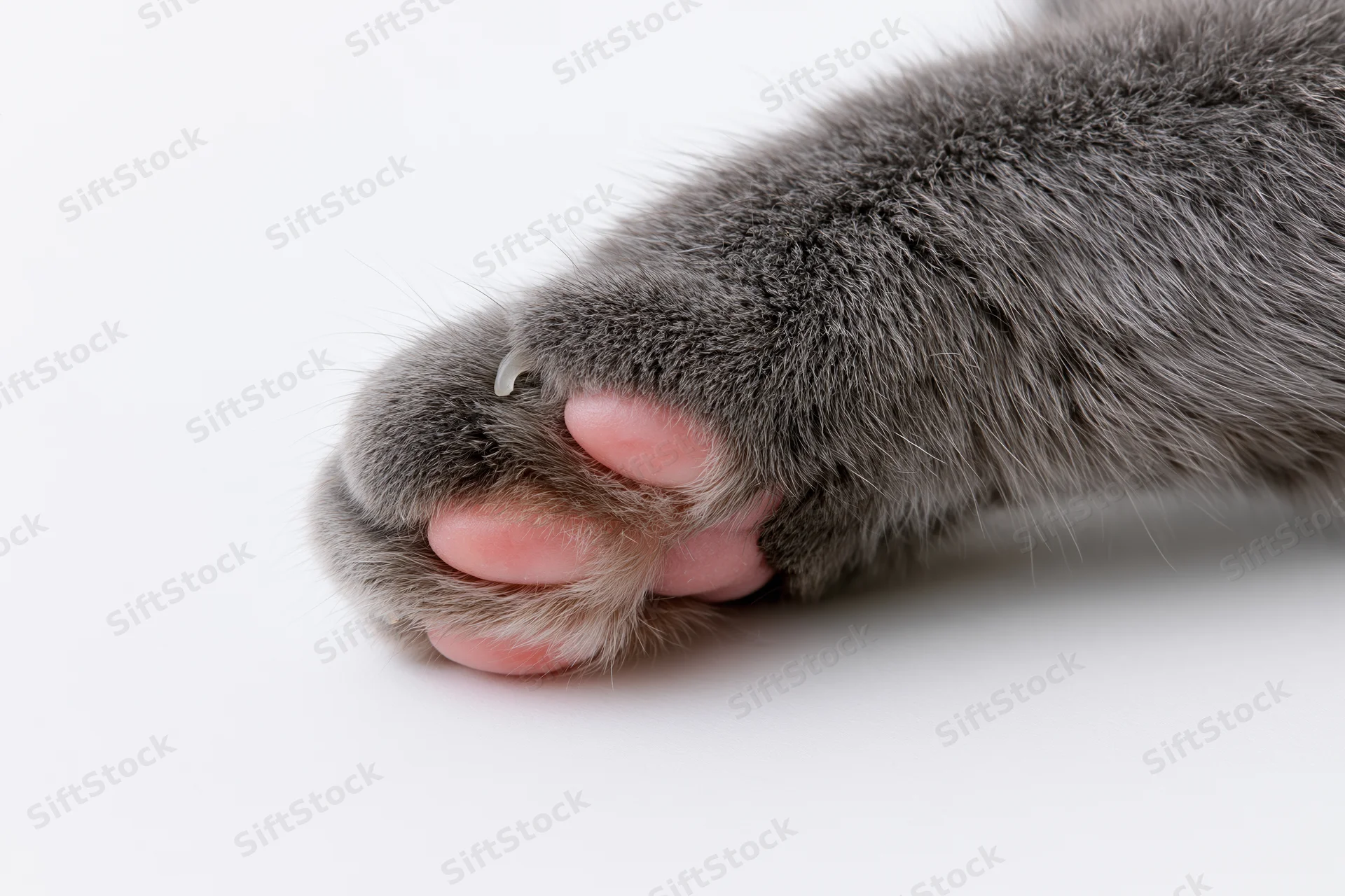 Closeup of a gray cat's paw with extended claw on white background