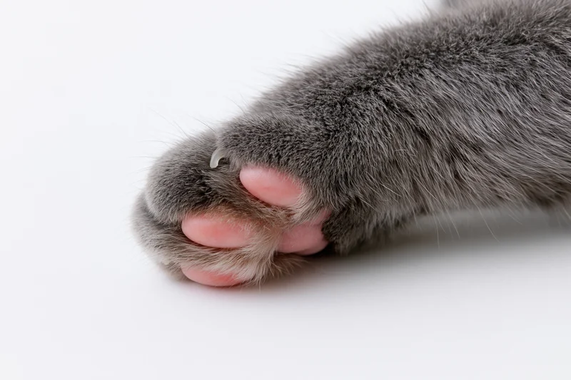Closeup of a gray cat's paw with extended claw on white background