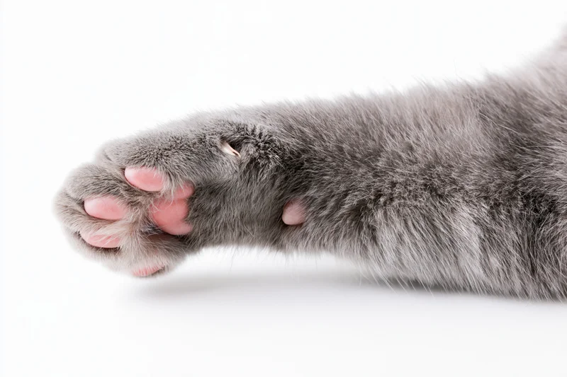 Gray cat's paw extended with visible claws and pink pads on white background