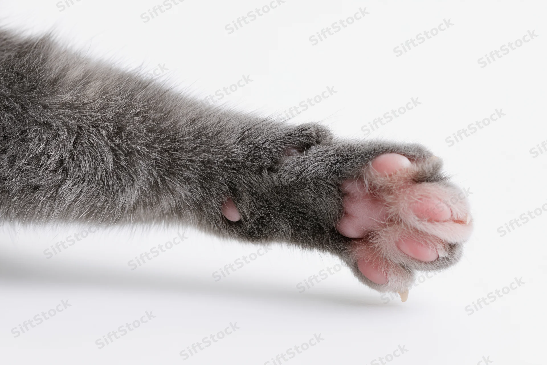 Gray cat's paw and lower leg extended outward with claws slightly visible against white background