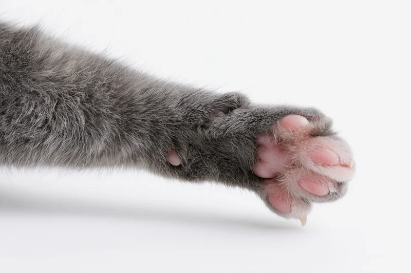 Gray cat's paw and lower leg extended outward with claws slightly visible against white background