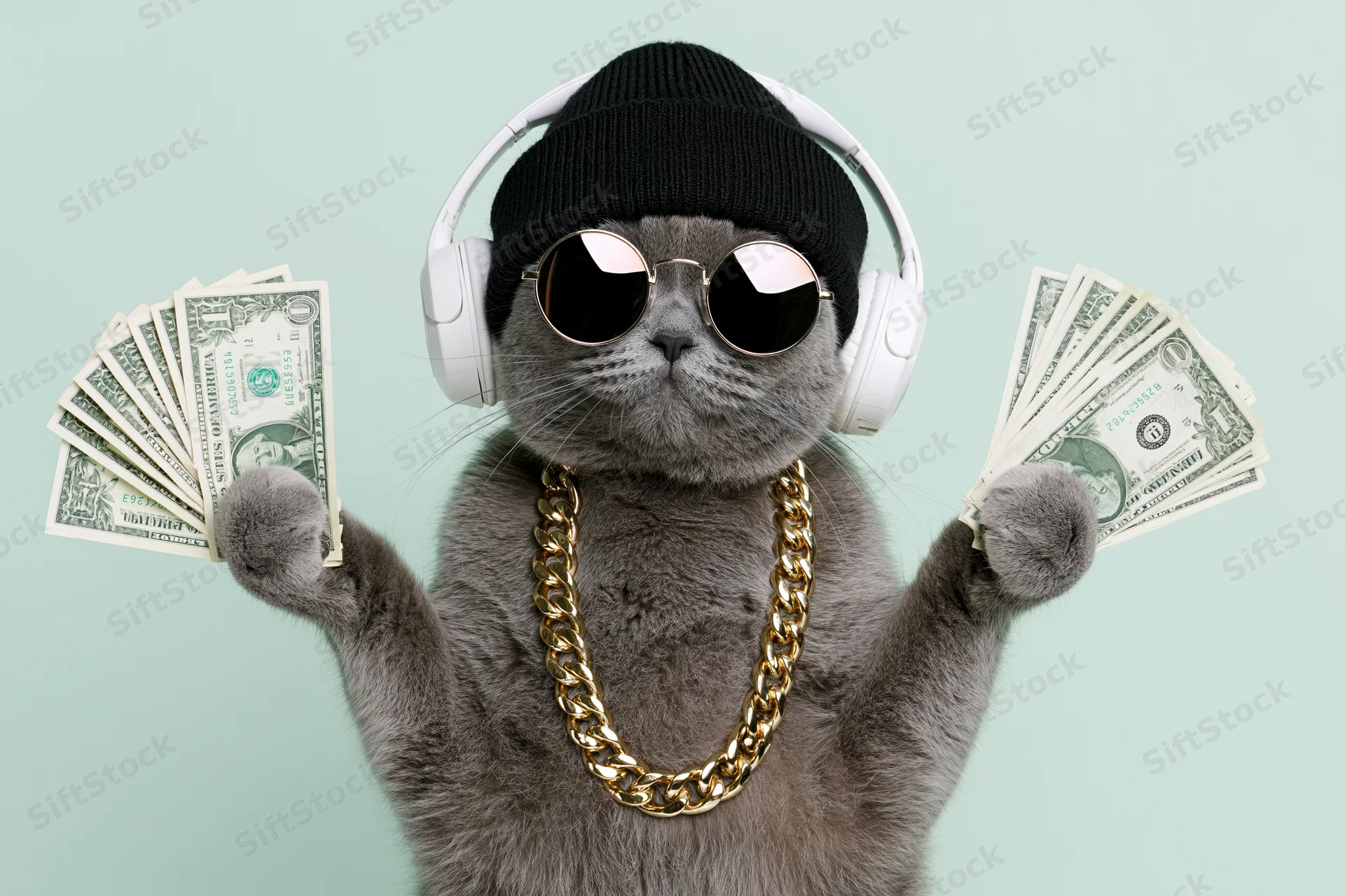 Grey british shorthair cat wearing headphones and sunglasses, holding fanned dollar bills, adorned with gold chain and beanie