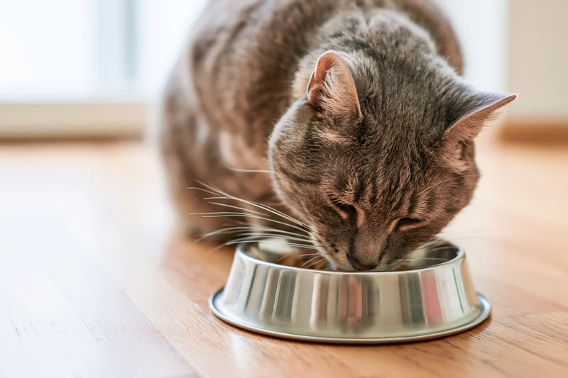 Grey tabby cat eating from stainless steel bowl on wooden floor indoors
