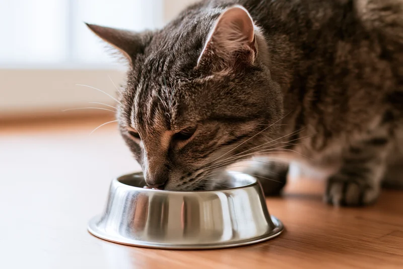 Grey tabby cat eating from a stainless steel bowl on a wooden floor indoors