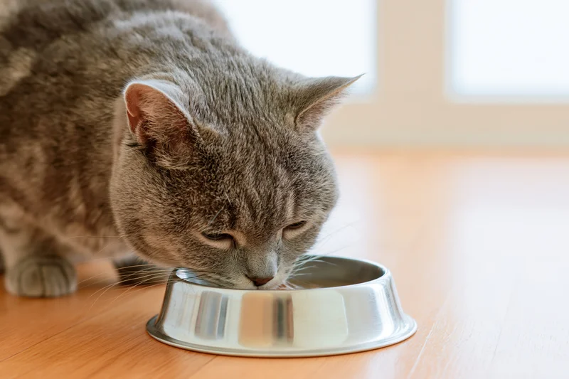 Grey tabby cat eating from stainless steel bowl on wooden floor indoors