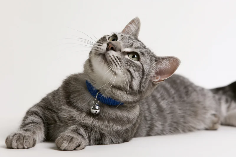 Grey tabby cat lying down and looking alertly upward on white background