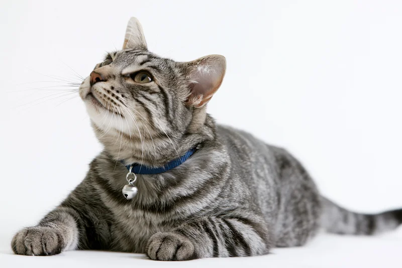 Grey tabby cat lying down and looking alertly upward on white background