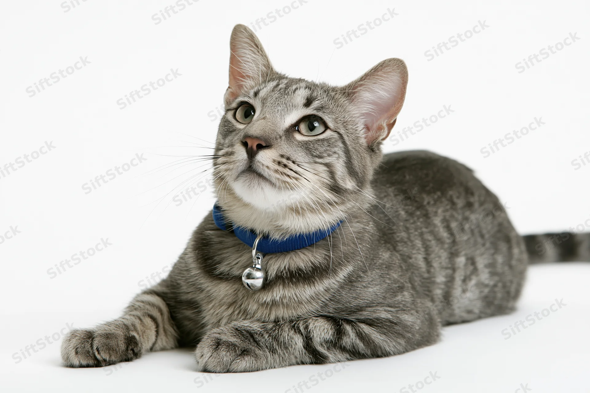 Grey tabby cat lying down with alert upward gaze wearing blue collar and bell on white background