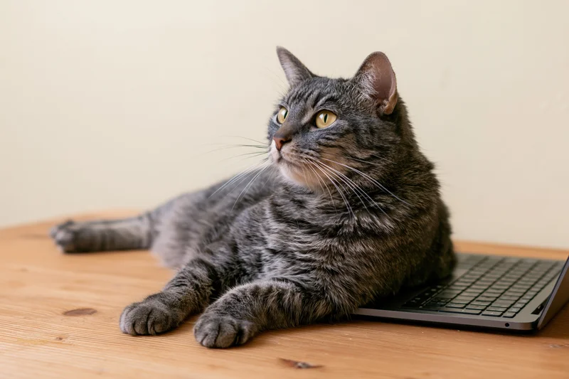 Grey tabby cat lying on wooden desk with front paws resting on laptop keyboard