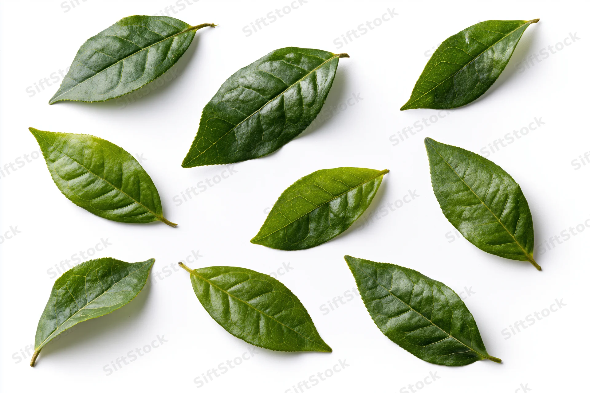 Nine fresh green tea leaves scattered and floating on a white background