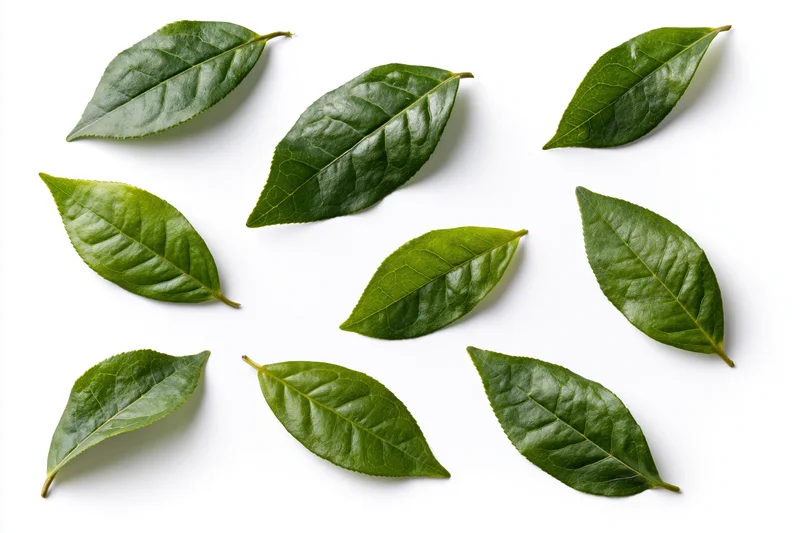 Nine fresh green tea leaves scattered and floating on a white background