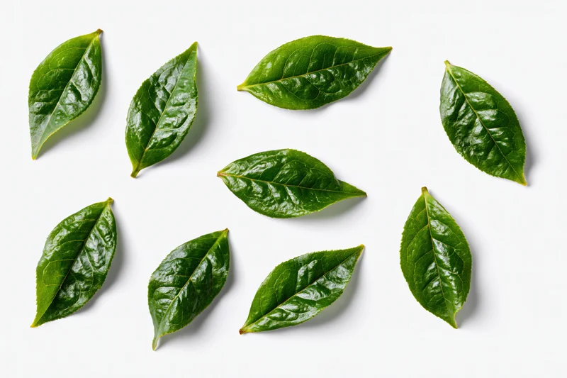 Nine fresh green tea leaves scattered on white surface