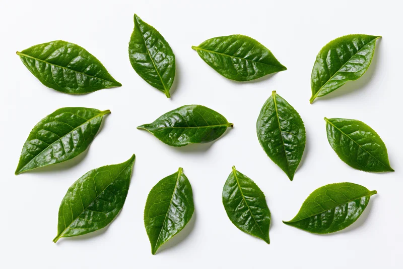 Fresh green tea leaves scattered in a floating arrangement on white background