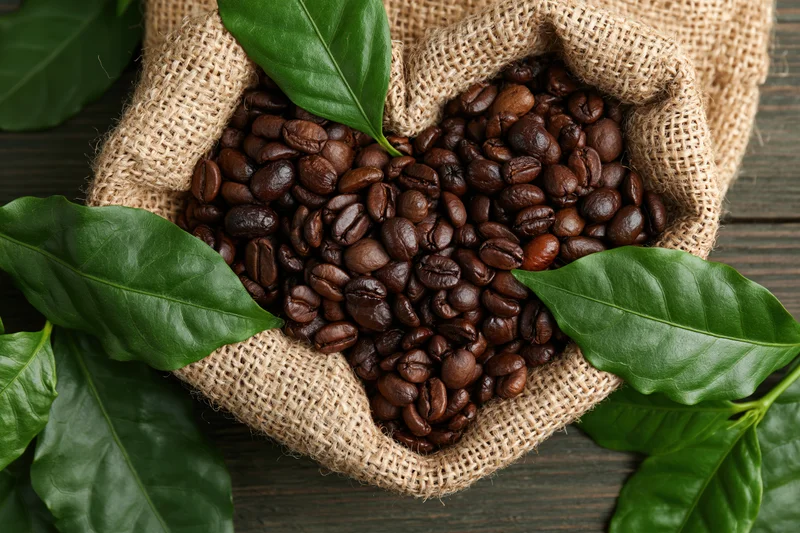Dark roasted coffee beans in an open burlap sack shaped like a heart, surrounded by green coffee plant leaves on a wooden surface