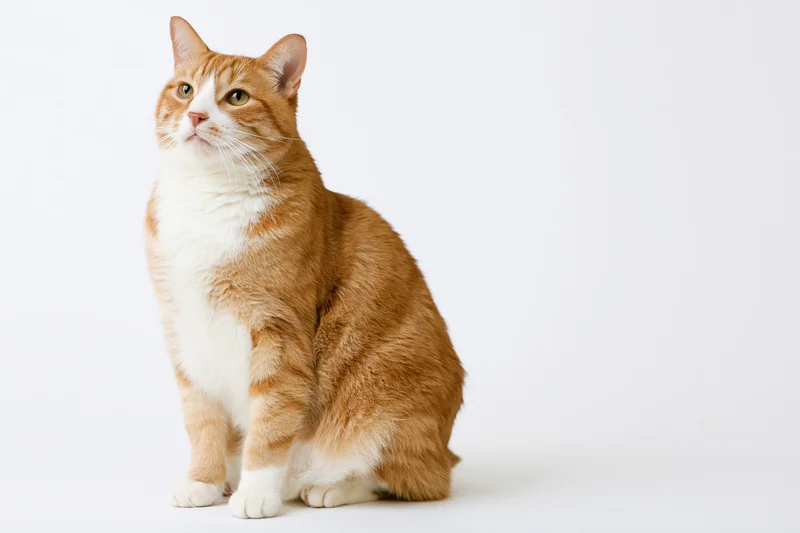Orange and white domestic shorthair cat sitting upright on white background