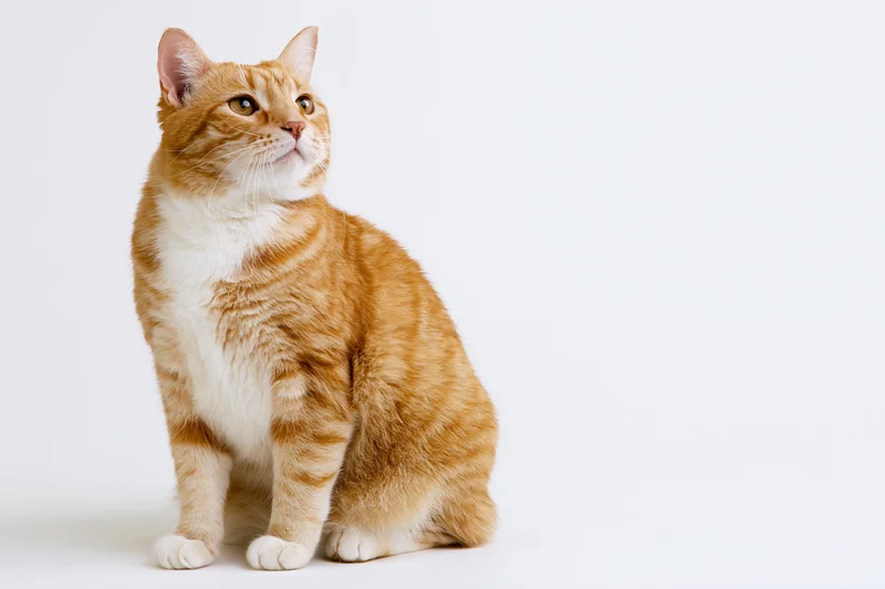 Orange and white domestic shorthair cat sitting upright on white background