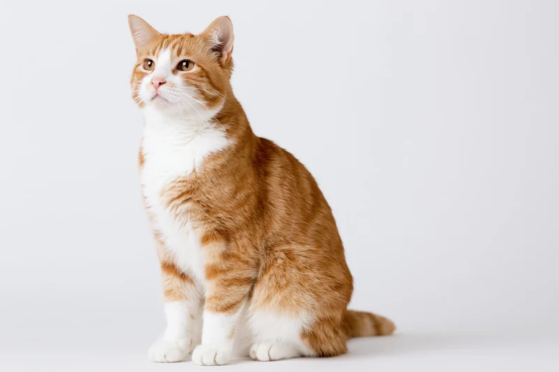 Orange and white domestic shorthair cat sitting upright on white background