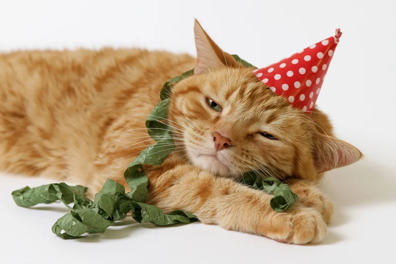 Orange tabby cat lying on its side wearing a red polka dot party hat and green streamer, appearing tired