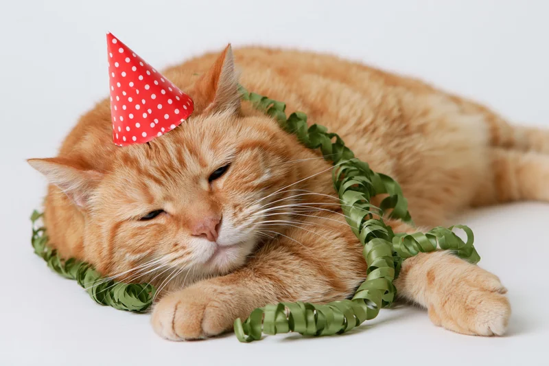 Orange tabby cat lying on its side wearing a red polka dot party hat and green streamer, appearing tired and sleepy on a white background