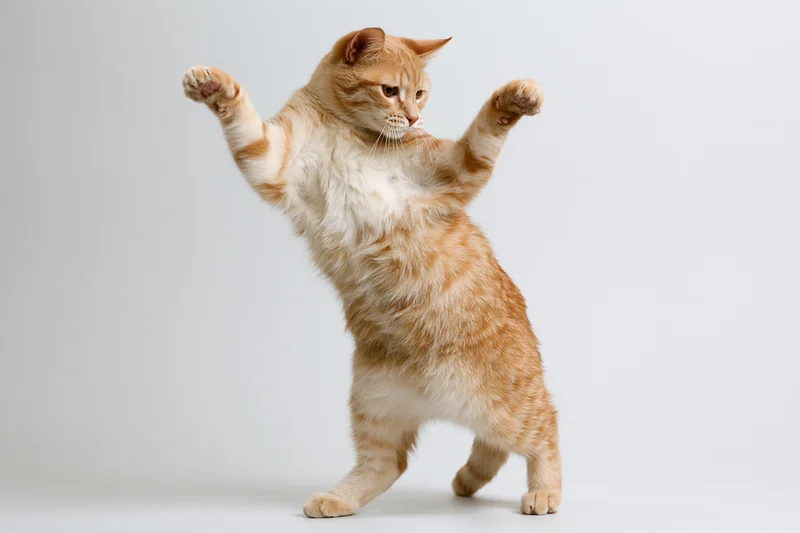 Orange tabby cat standing on hind legs with front paws raised in a playful pose against a white background