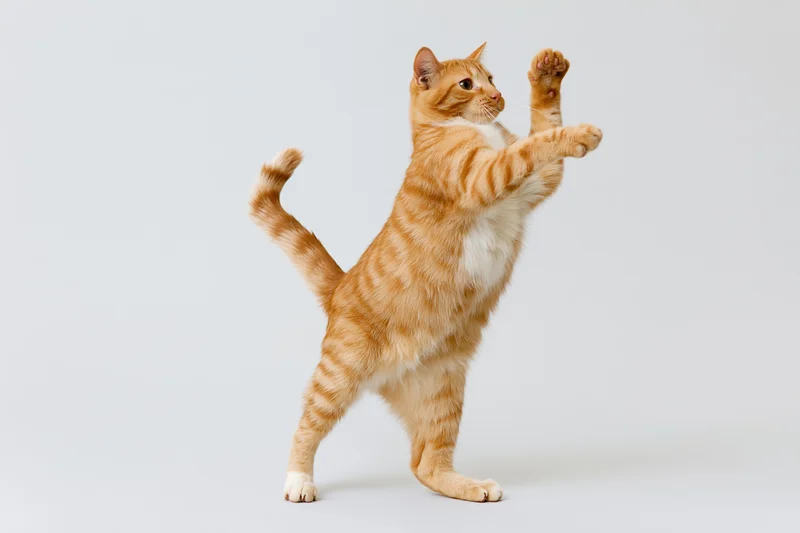 Orange tabby cat standing on hind legs with front paws raised in playful pose against white background