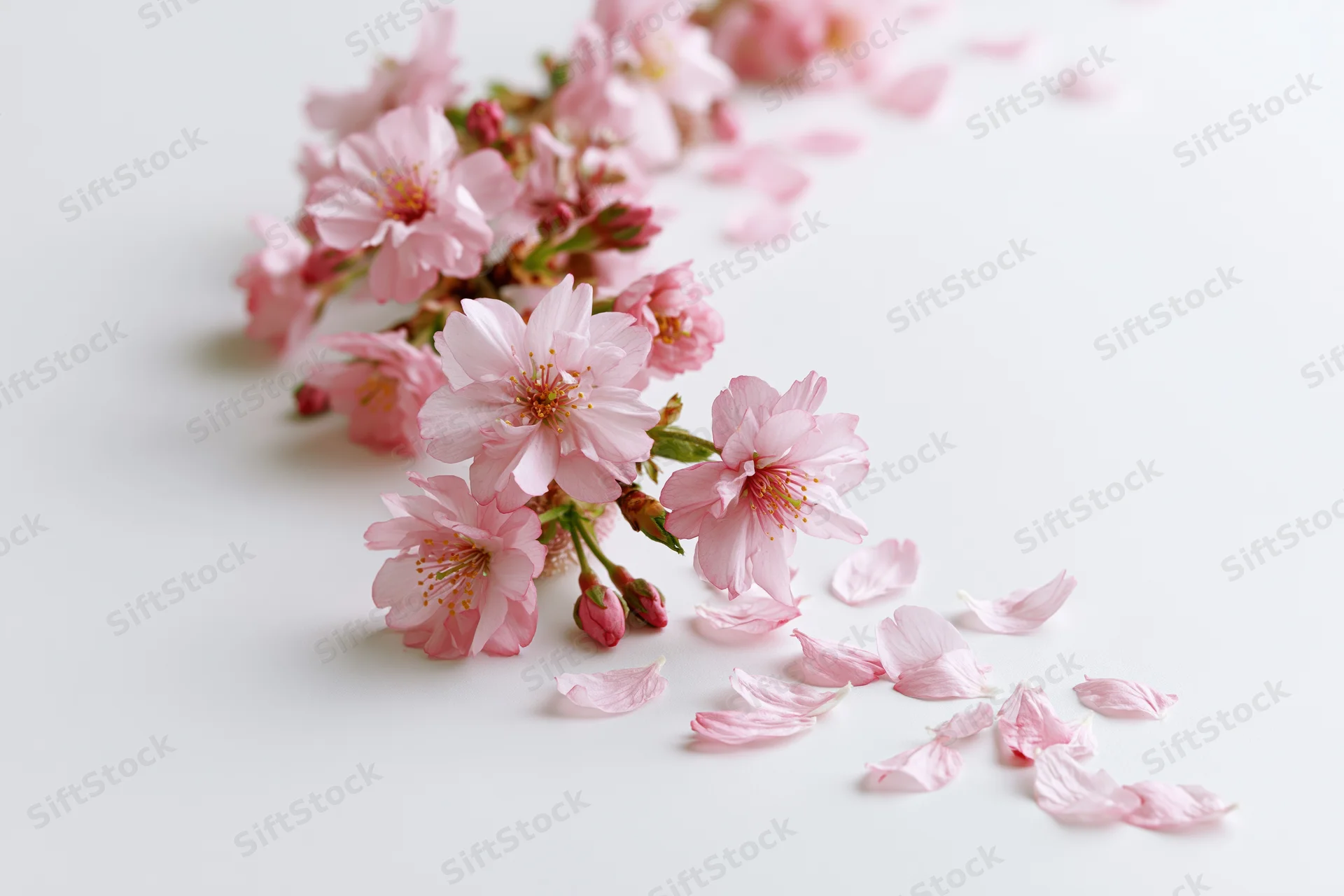 Cherry blossom branch with scattered petals on white surface