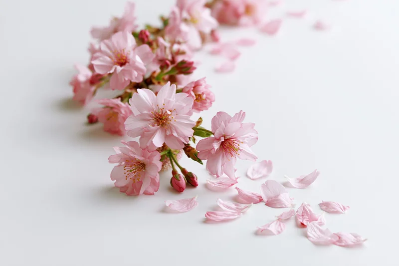 Cherry blossom branch with scattered petals on white surface