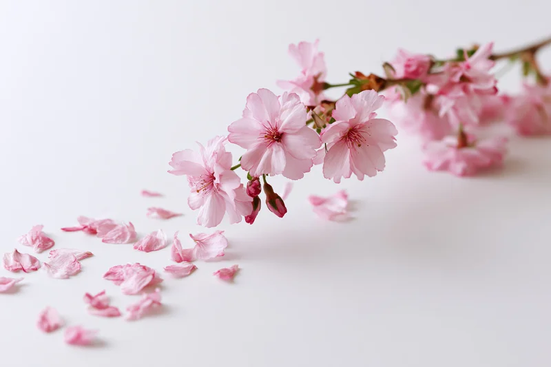 Cherry blossom branch with scattered petals on white background
