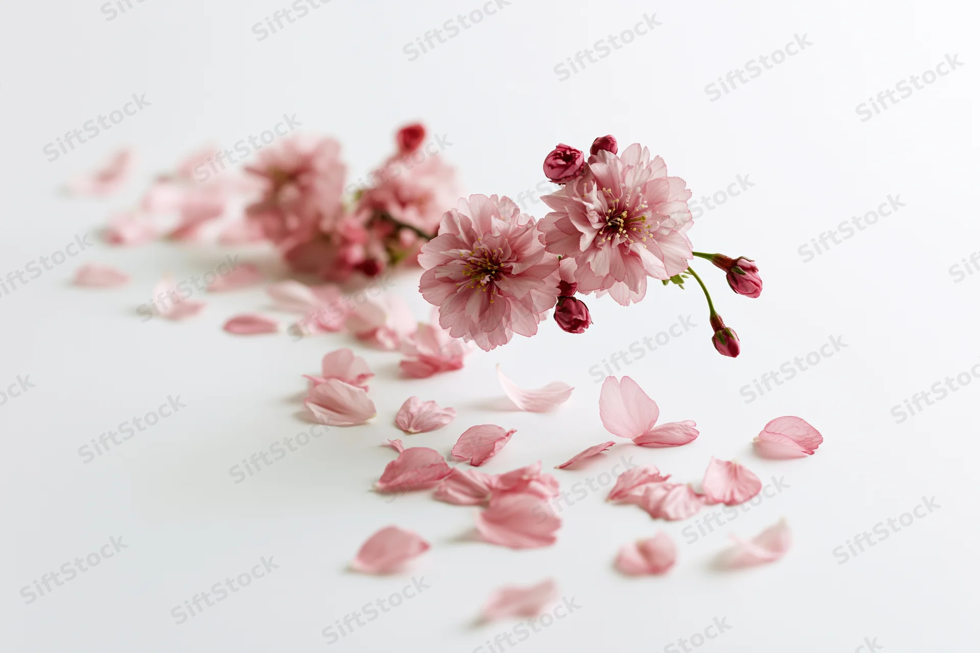 Cherry blossom branch with scattered petals on white background