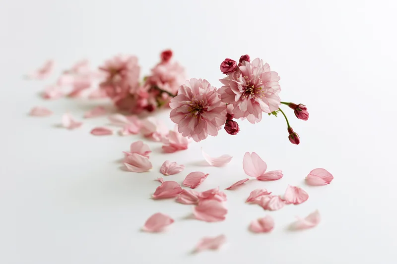 Cherry blossom branch with scattered petals on white background