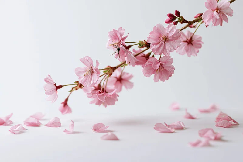 Cherry blossom branch with scattered petals floating against white background