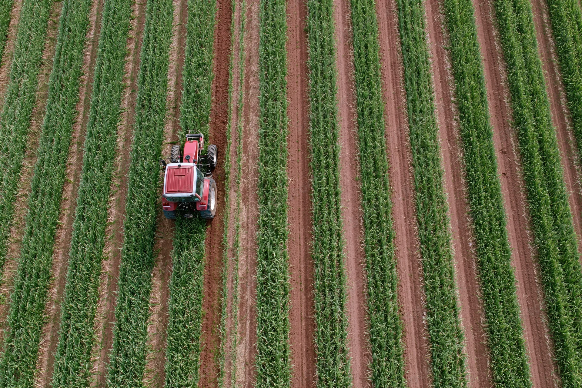 Red tractor driving between rows of green corn in a large agricultural field