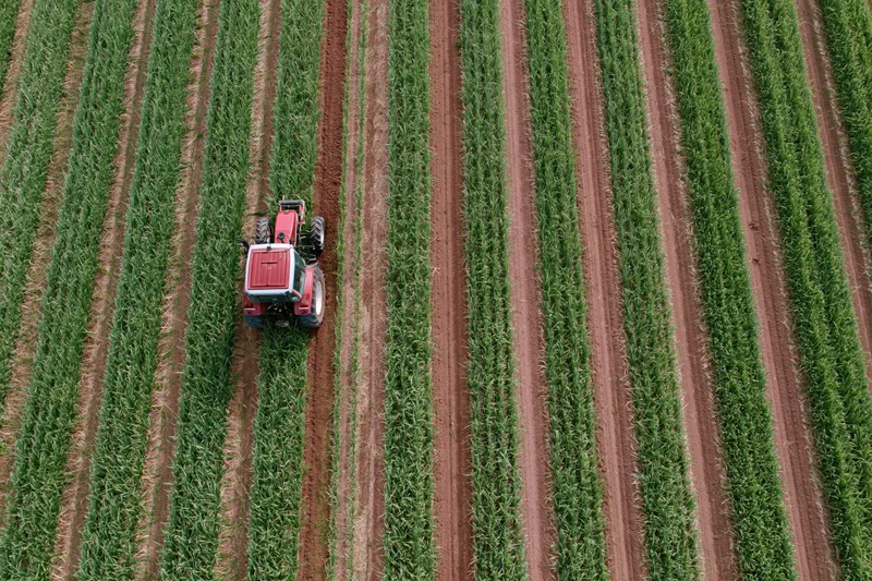Red tractor driving between rows of green corn in a large agricultural field