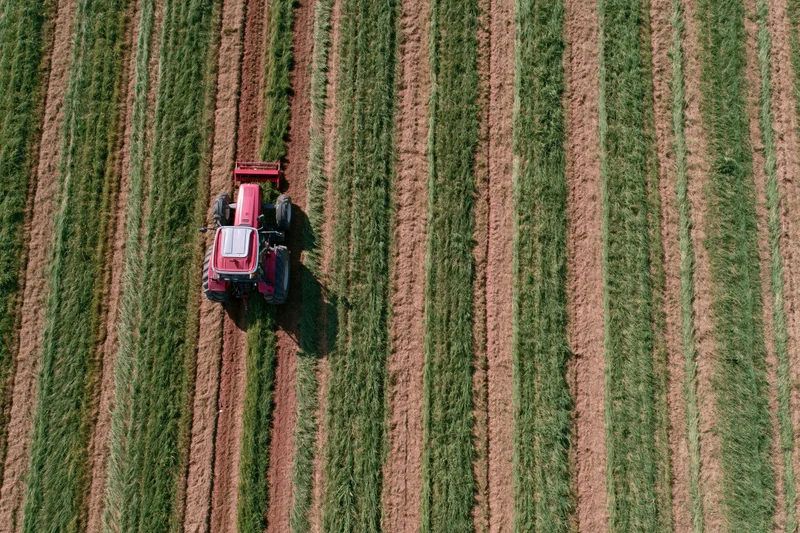 Red tractor harvesting crop rows in a large agricultural field from above