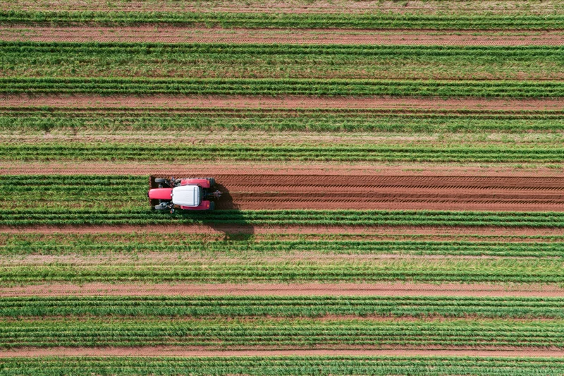 Red tractor harvesting crop rows in a large agricultural field
