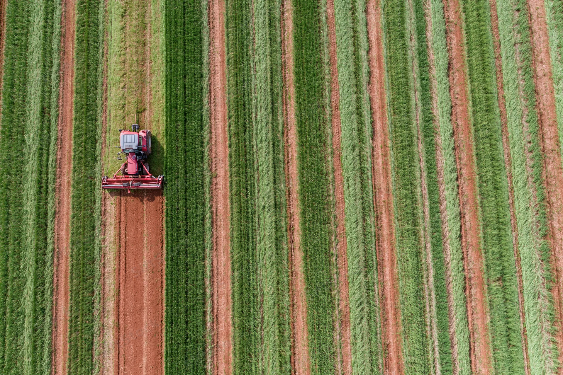 Red tractor harvesting crop rows in a large agricultural field from above
