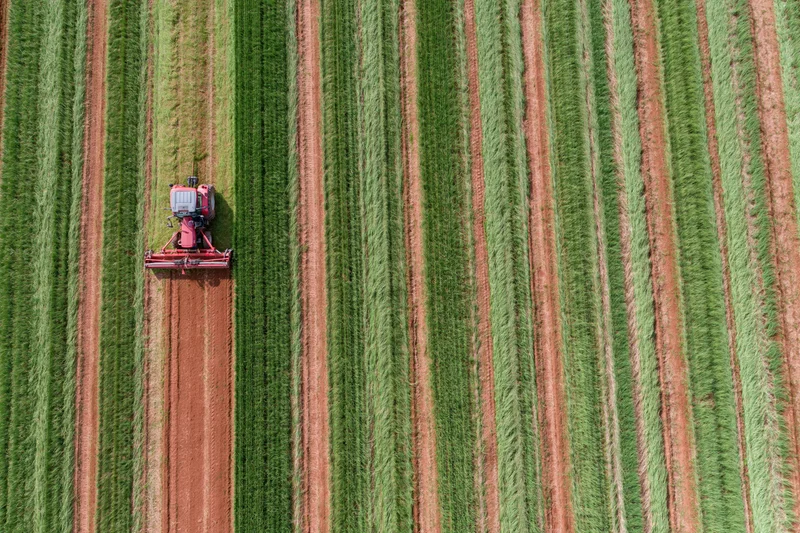 Red tractor harvesting crop rows in a large agricultural field from above