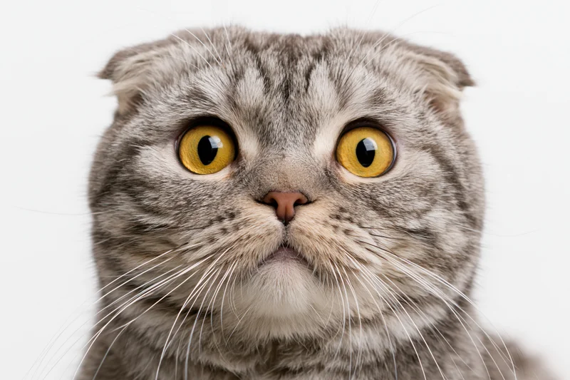 Closeup portrait of a scottishfold cat with wide dilated yellow eyes staring directly at camera against white background