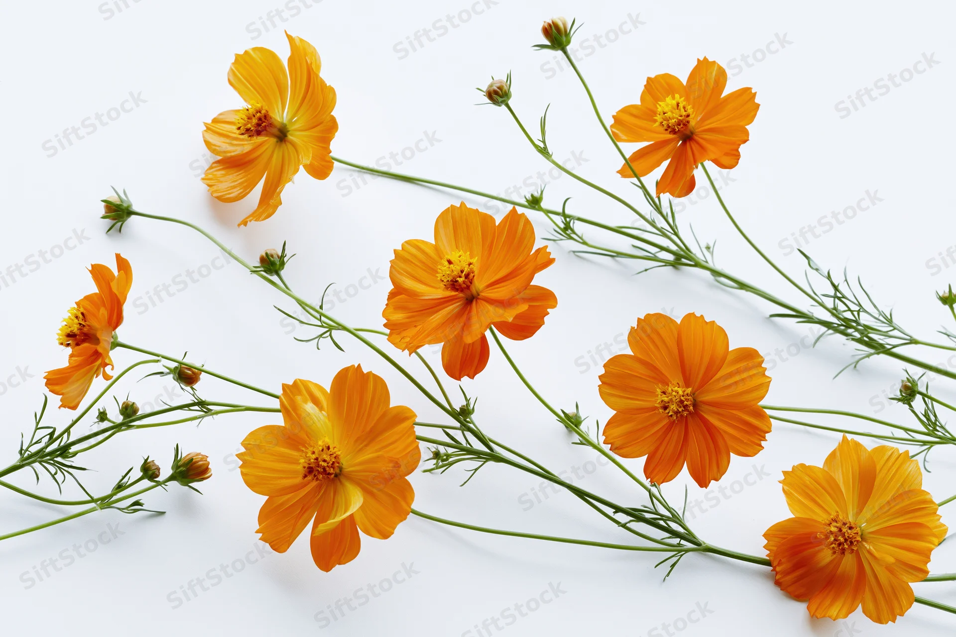 Orange cosmos flowers with slender green stems arranged on a white background