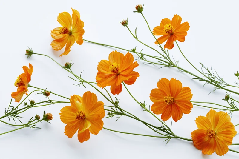 Orange cosmos flowers with slender green stems arranged on a white background