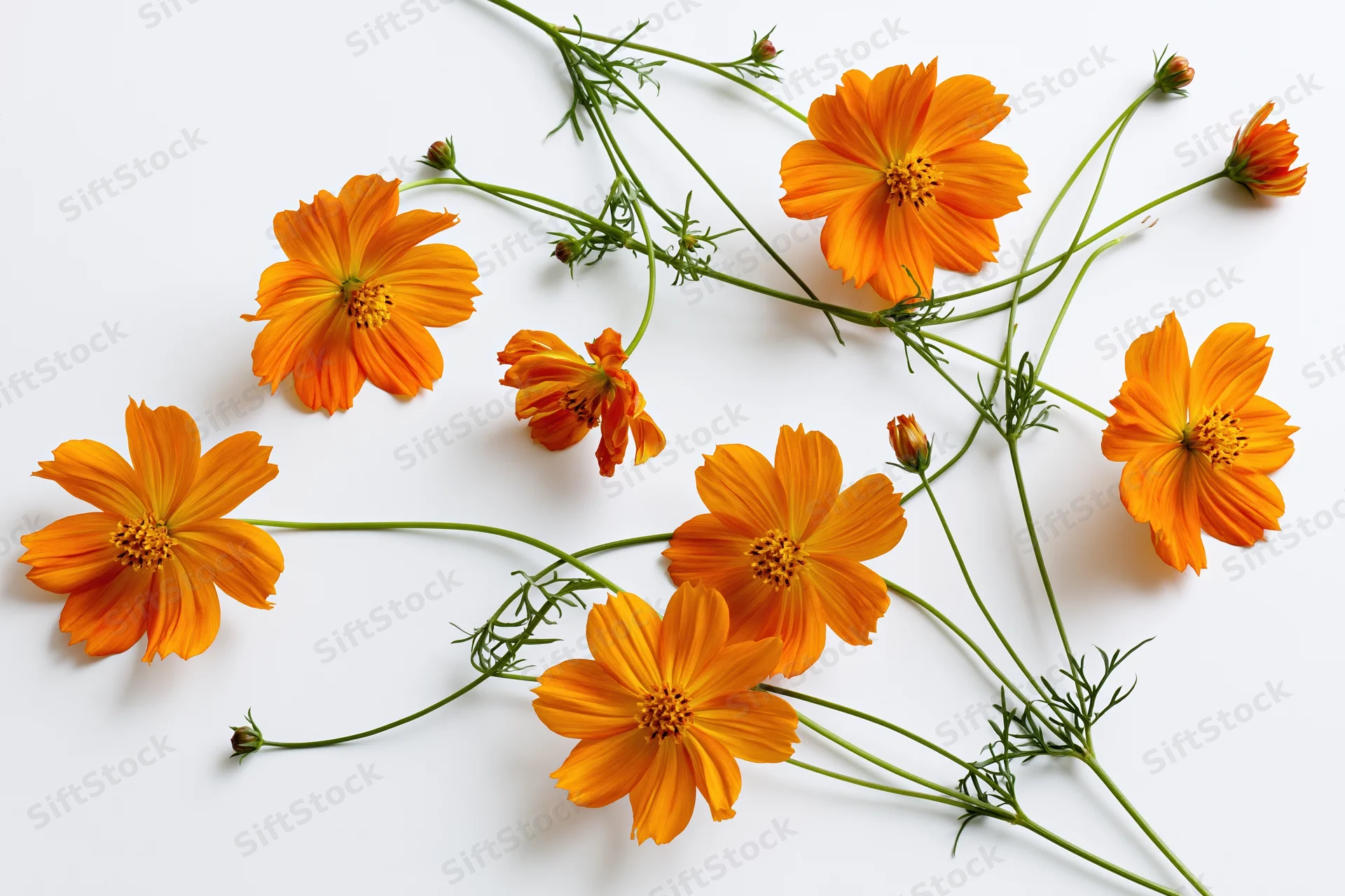 Orange cosmos flowers with slender green stems arranged on a white background