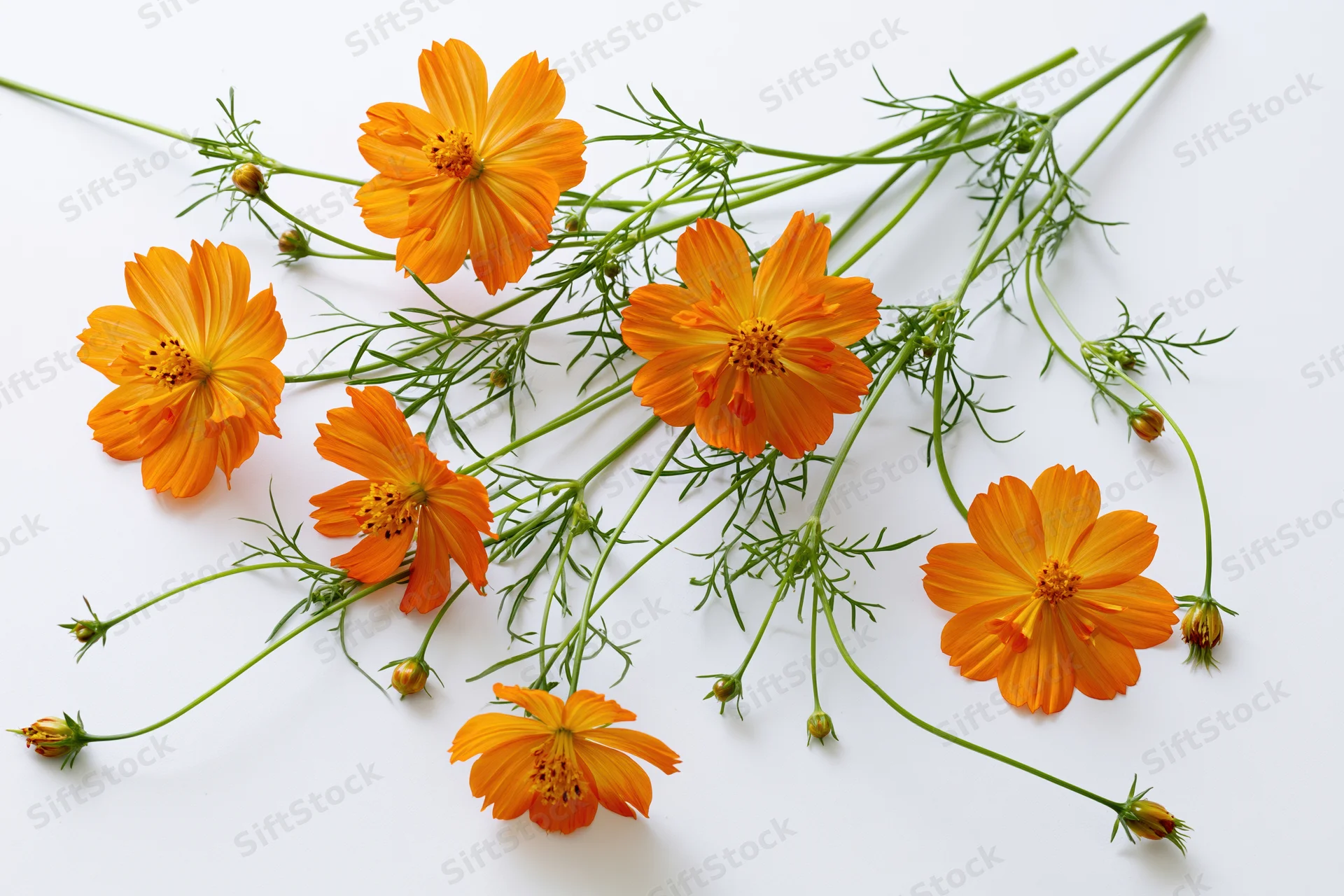 Orange cosmos flowers with slender green stems arranged on white background