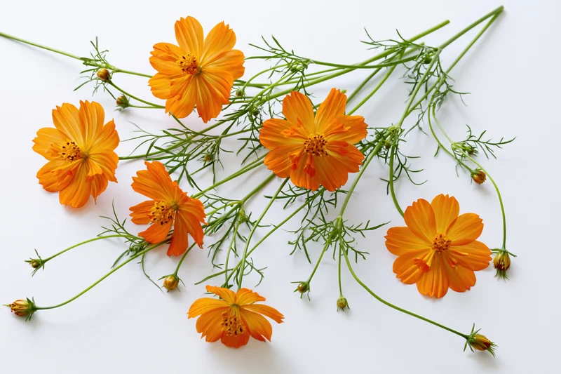 Orange cosmos flowers with slender green stems arranged on white background