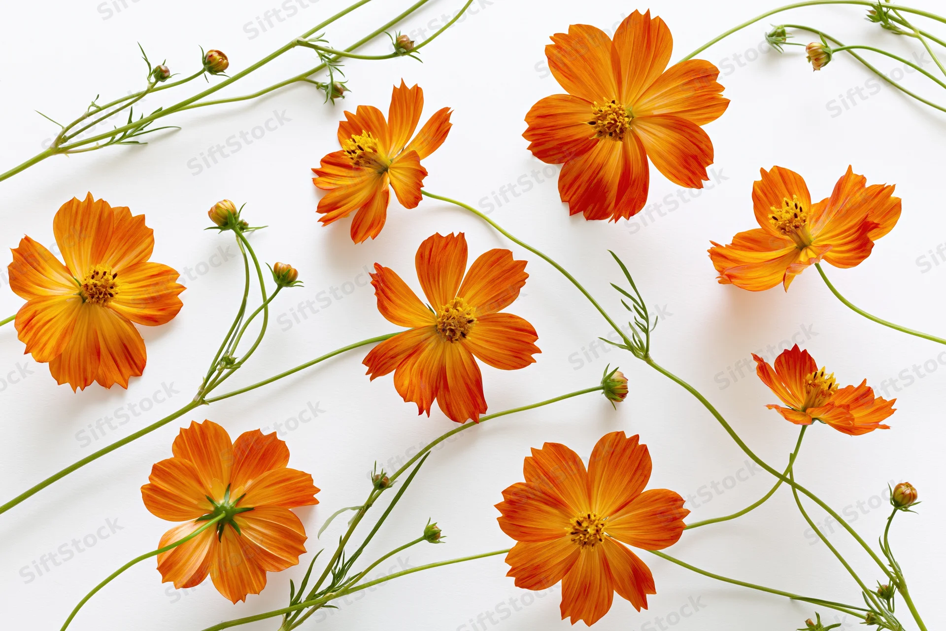 Orange cosmos flowers with green stems arranged on white background
