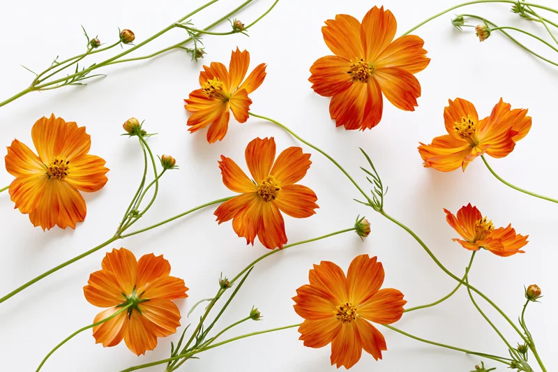 Orange cosmos flowers with green stems arranged on white background