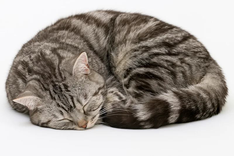Silver and black tabby cat sleeping curled on a plain white background