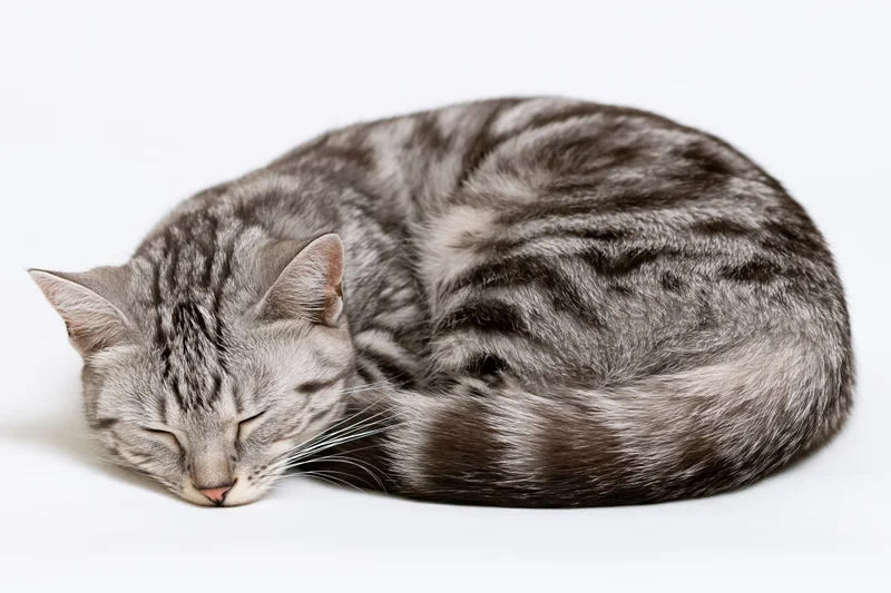 Silver and black tabby cat sleeping curled on white background