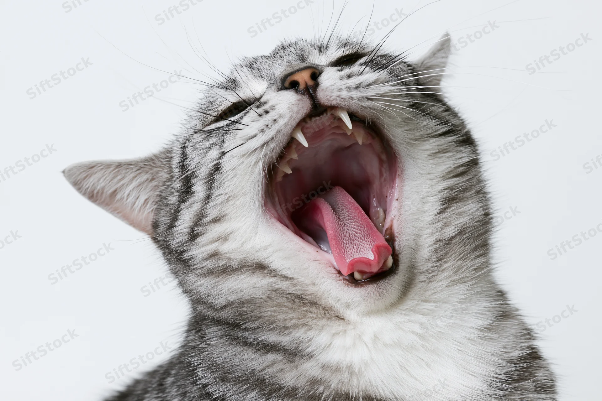 Silver tabby cat mid-yawn with mouth wide open head tilted back against white background