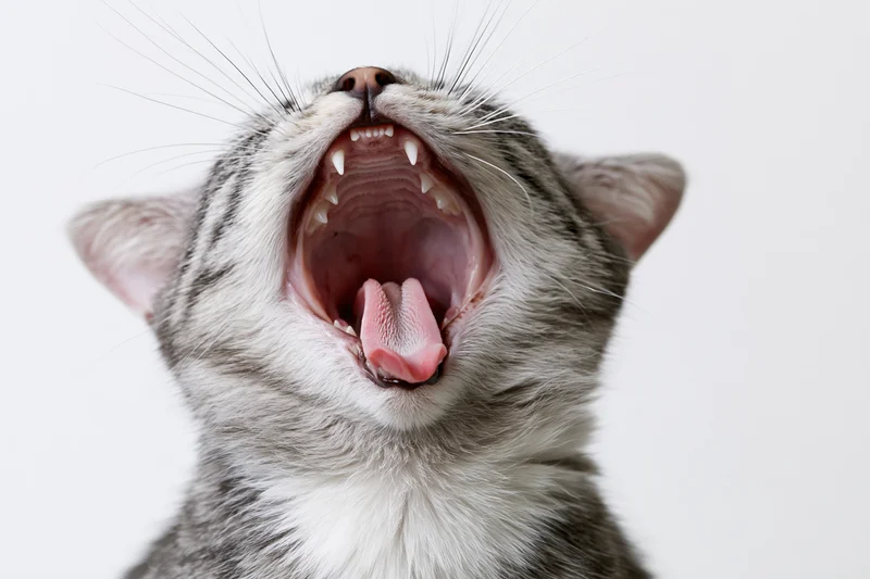 Silver tabby cat mid-yawn with mouth wide open head tilted back against white background