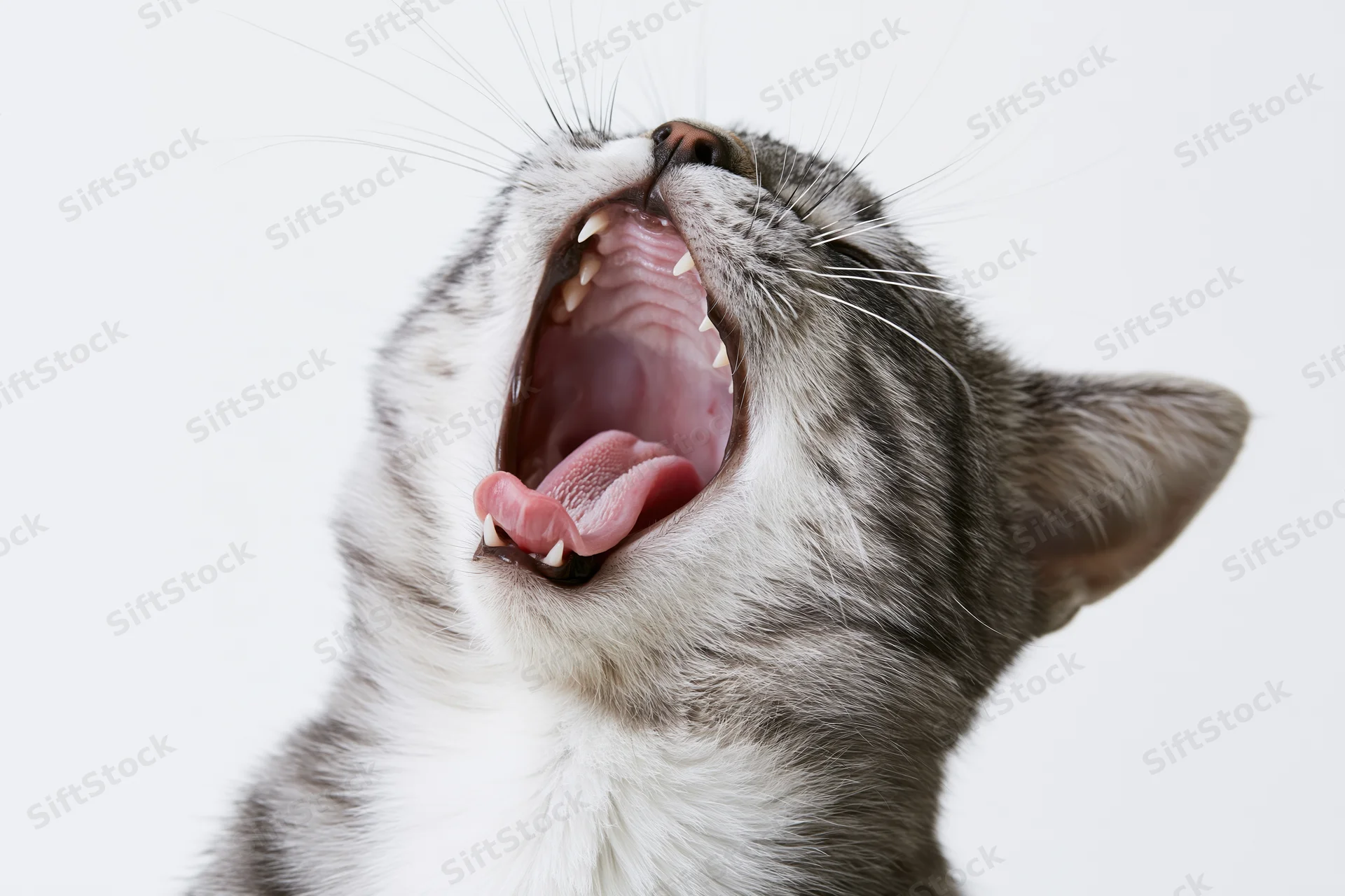 Silver tabby cat mid-yawn with mouth wide open head tilted back against white background